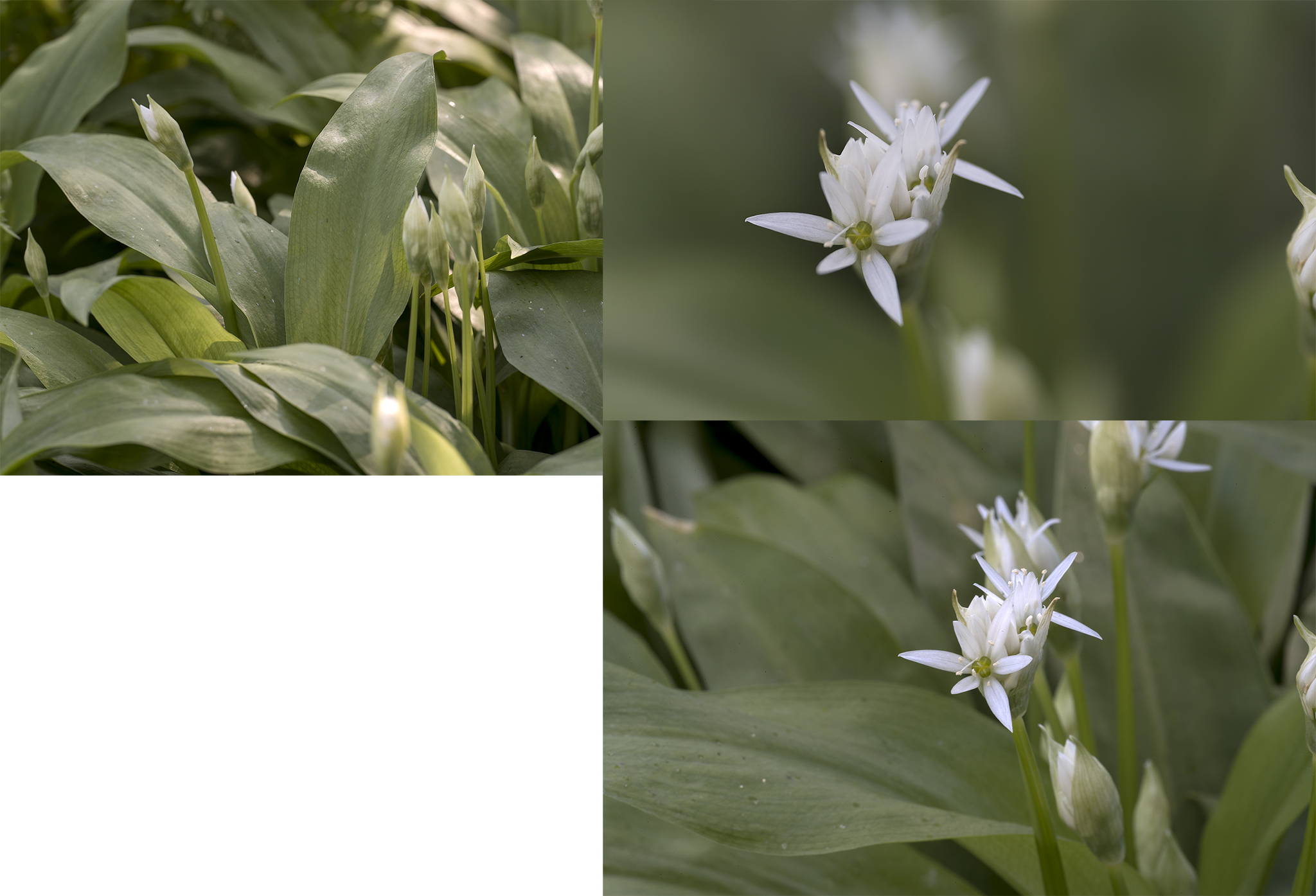 Onbekende plant of toch Bleek bosvogeltje